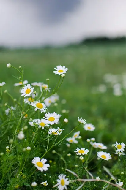 Chamomile flowers in a field